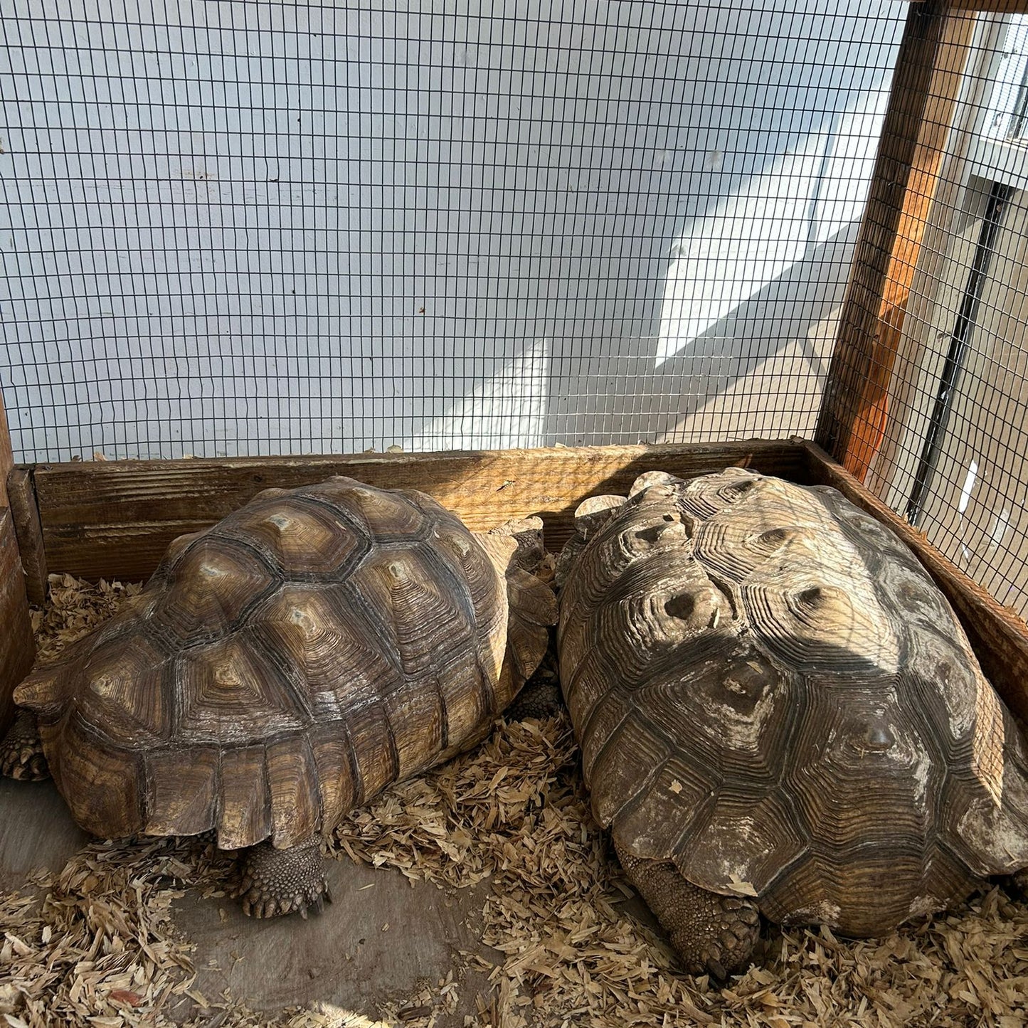 T15-Adult Sulcata Tortious