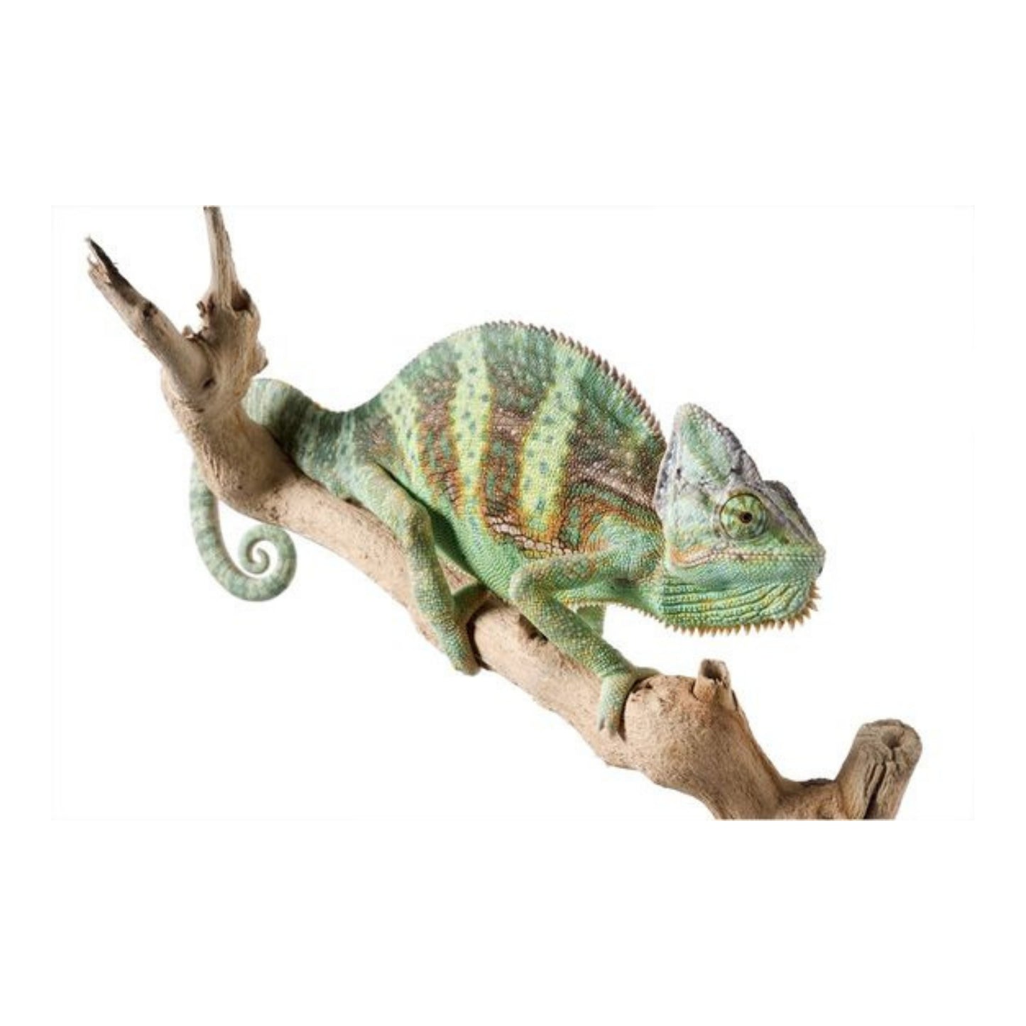 R10 Chameleon Veiled Medium Female