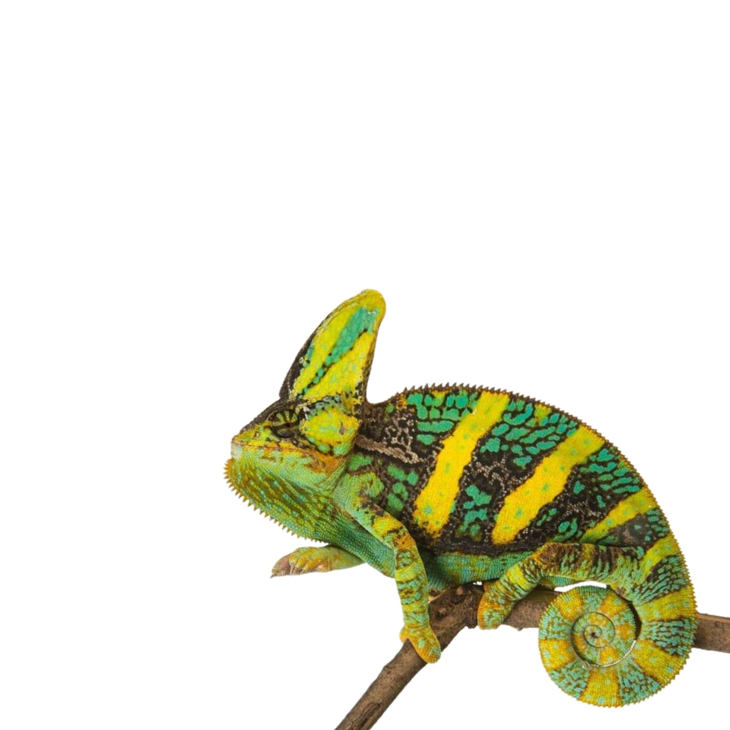 R11 Chameleon Veiled Large Female