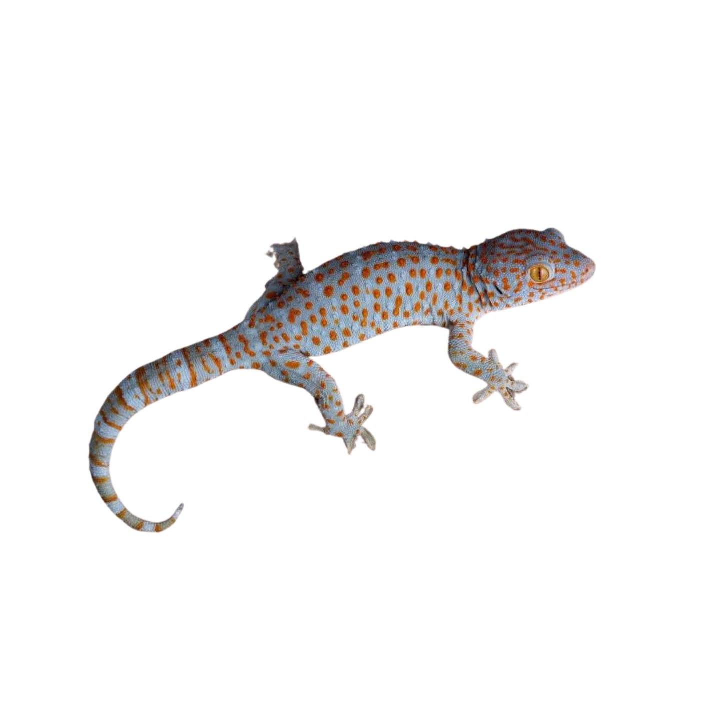 R33 Gecko Tokay