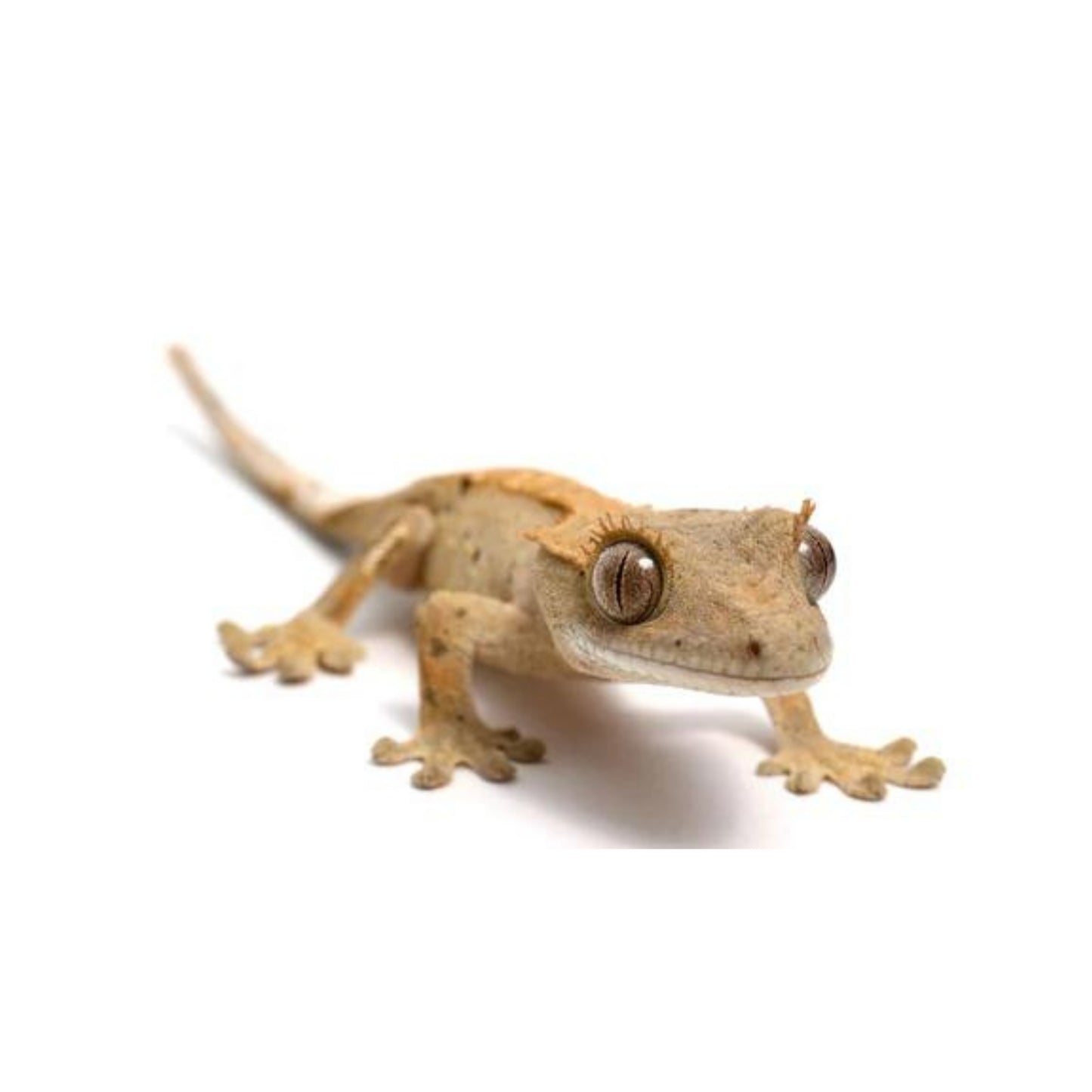 R37 Gecko Crested