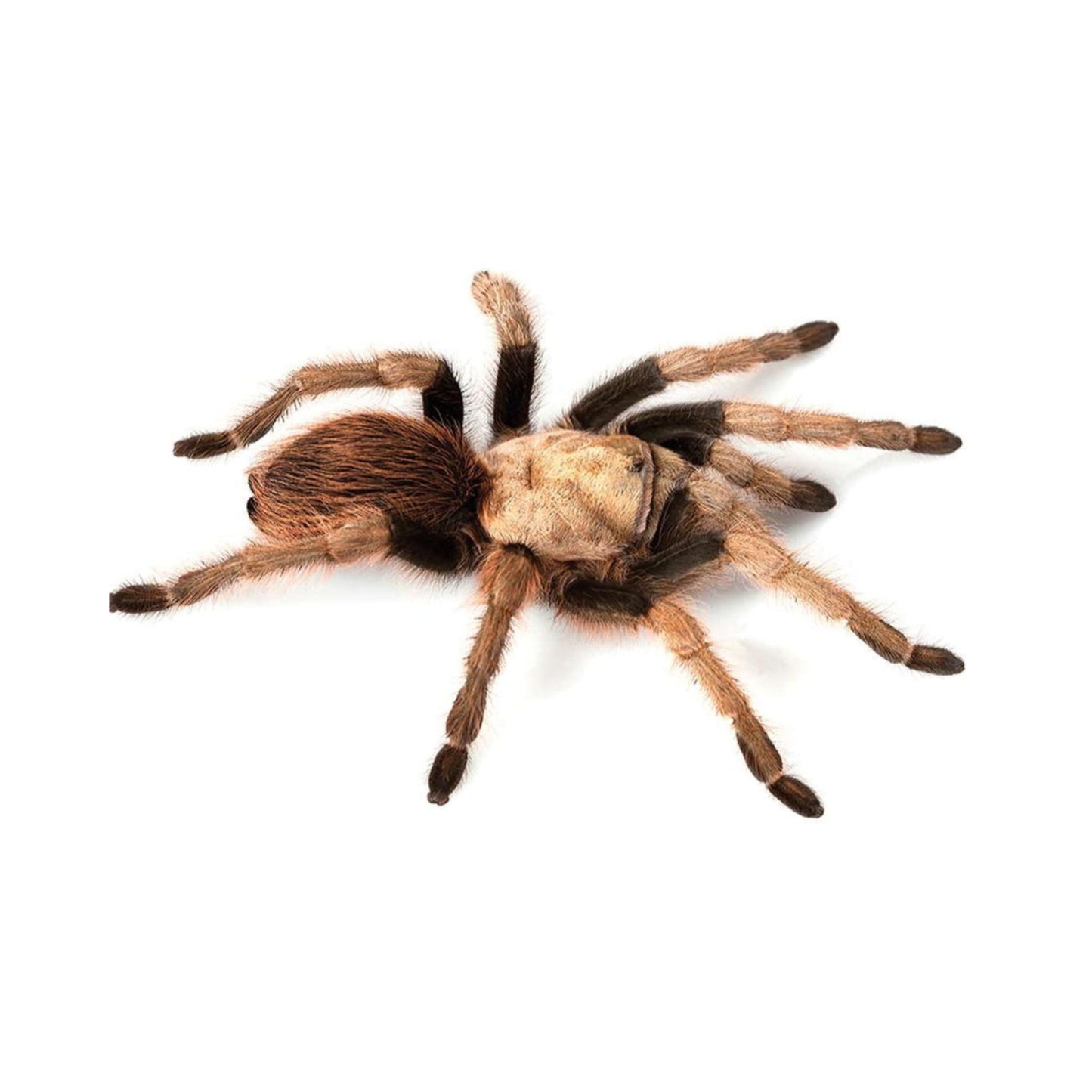 SP02 Tarantula exican Blonde