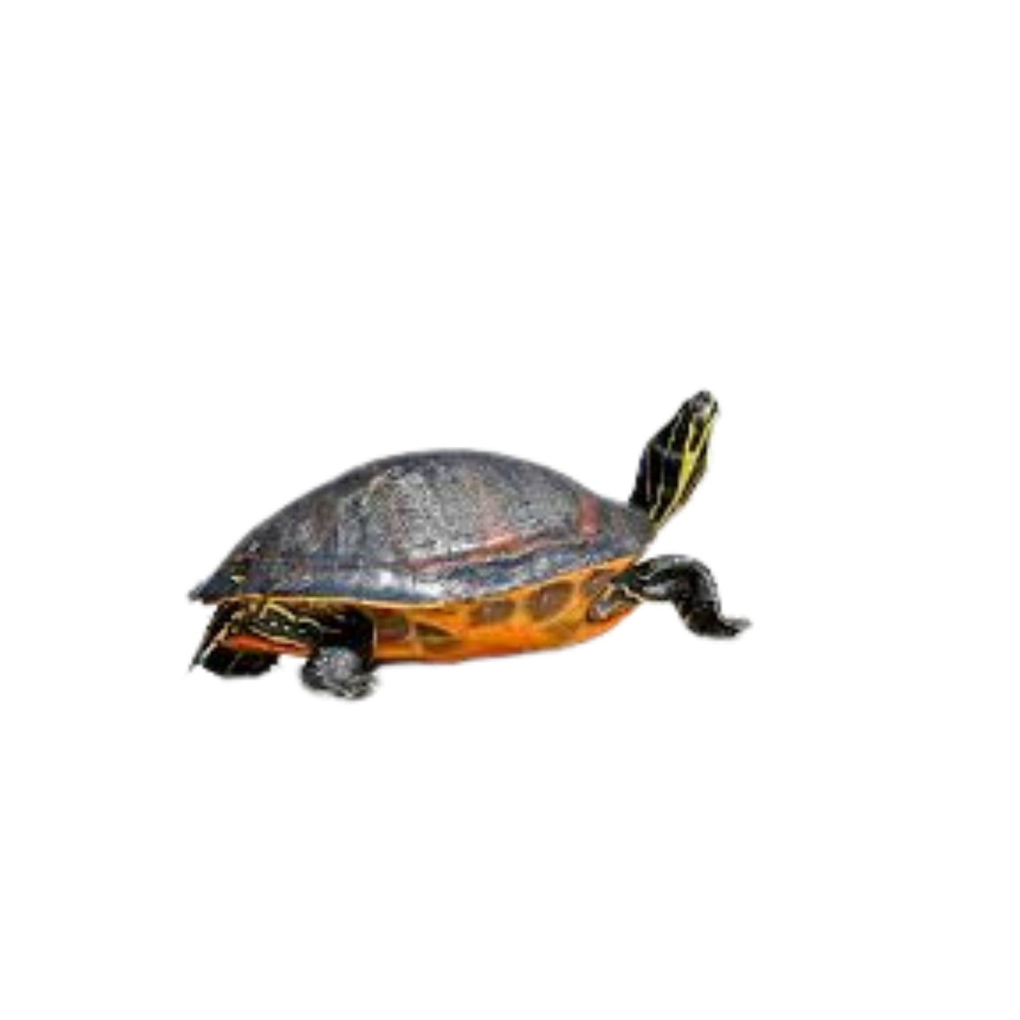 T03 Turtle FL Red/yellow Belly