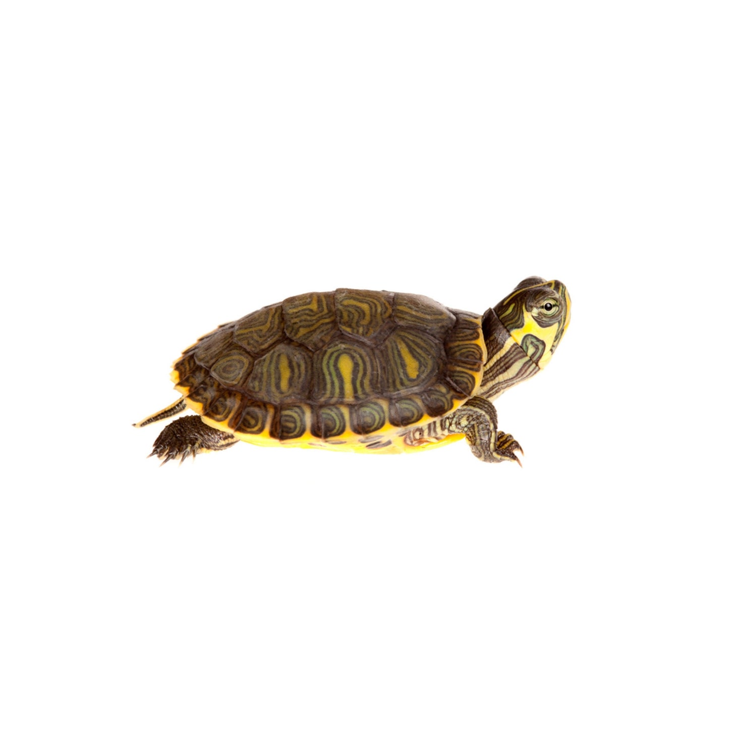 T04 Turtle Yellow Belly