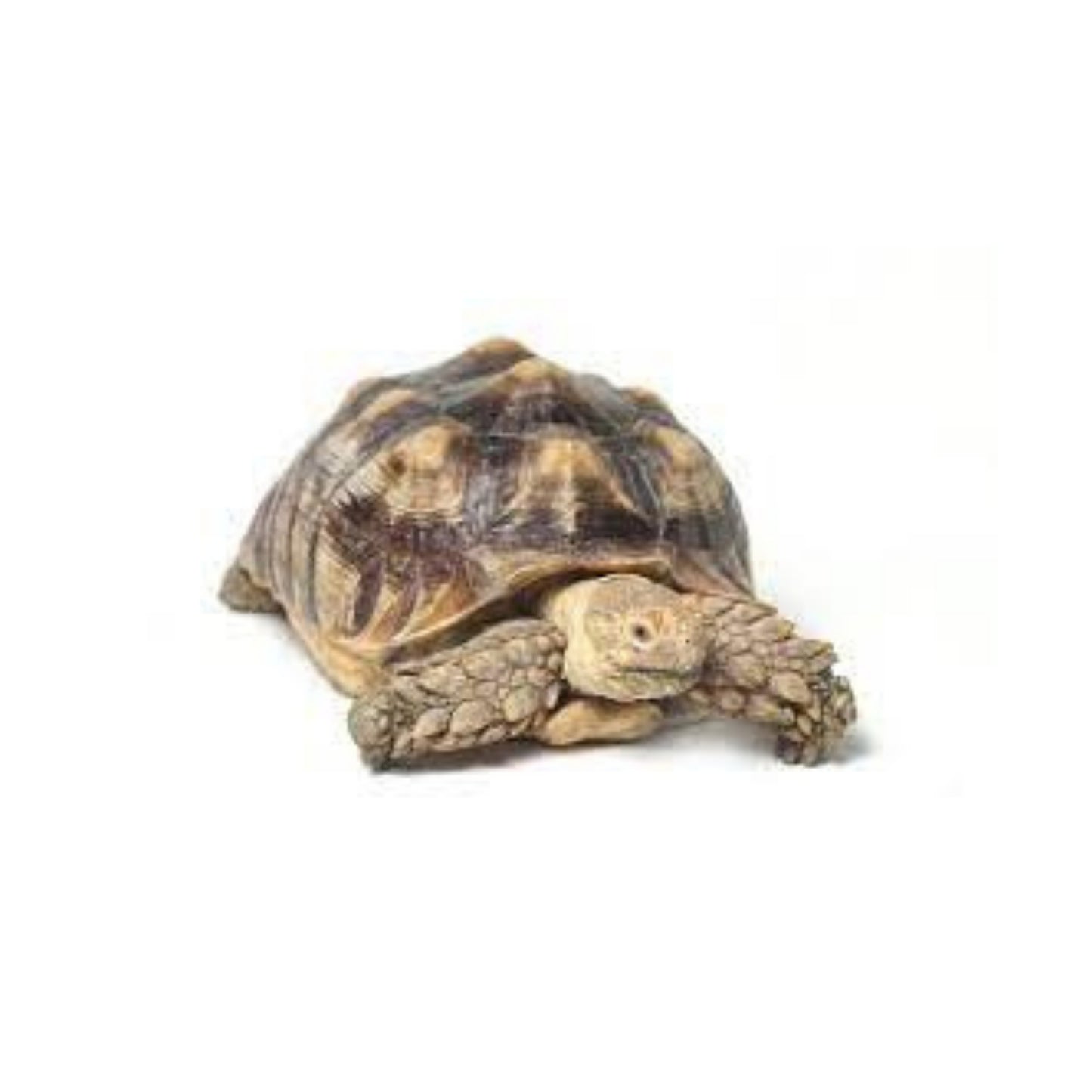 T11- 1 YR Sulcata Tortoise