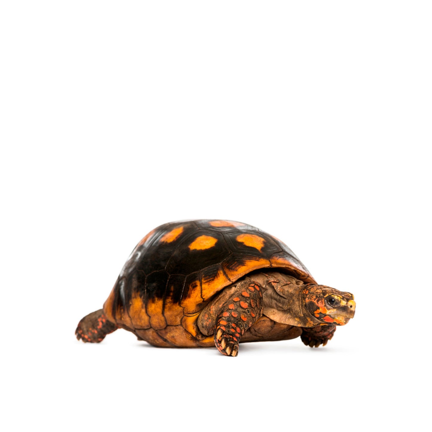 T14 Turtle Red Foot Adult Female