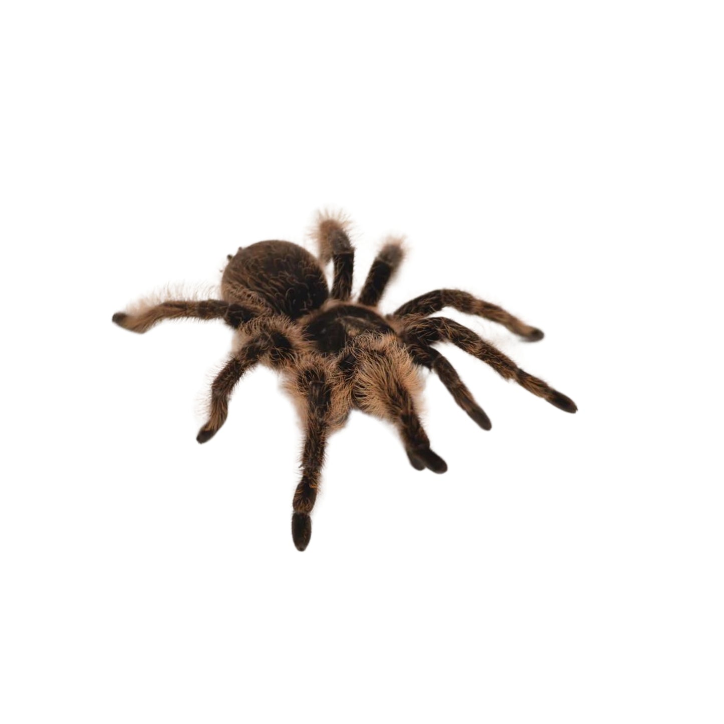 SP08 Tarantula Curly Hair