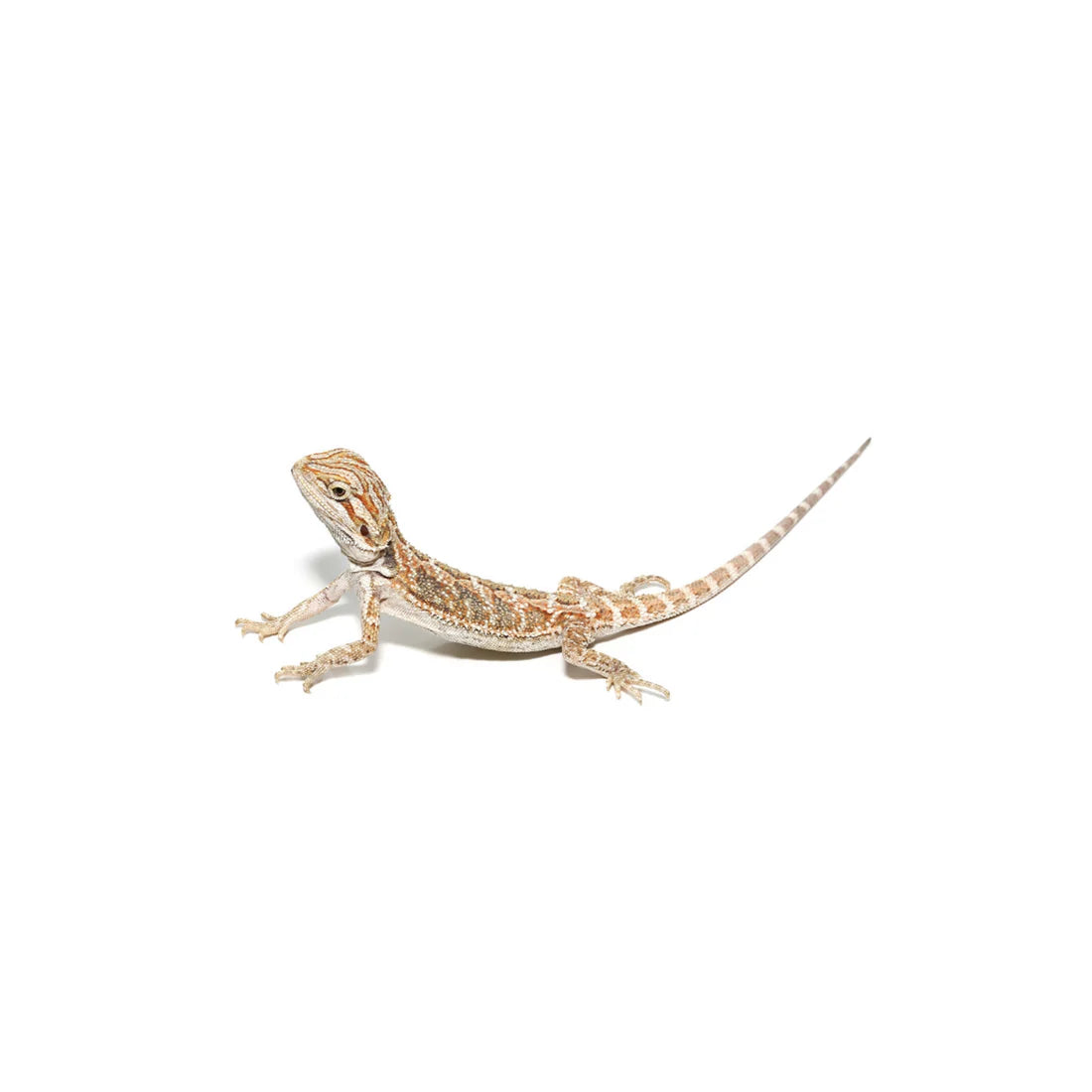 Bearded Dragon (BABY)