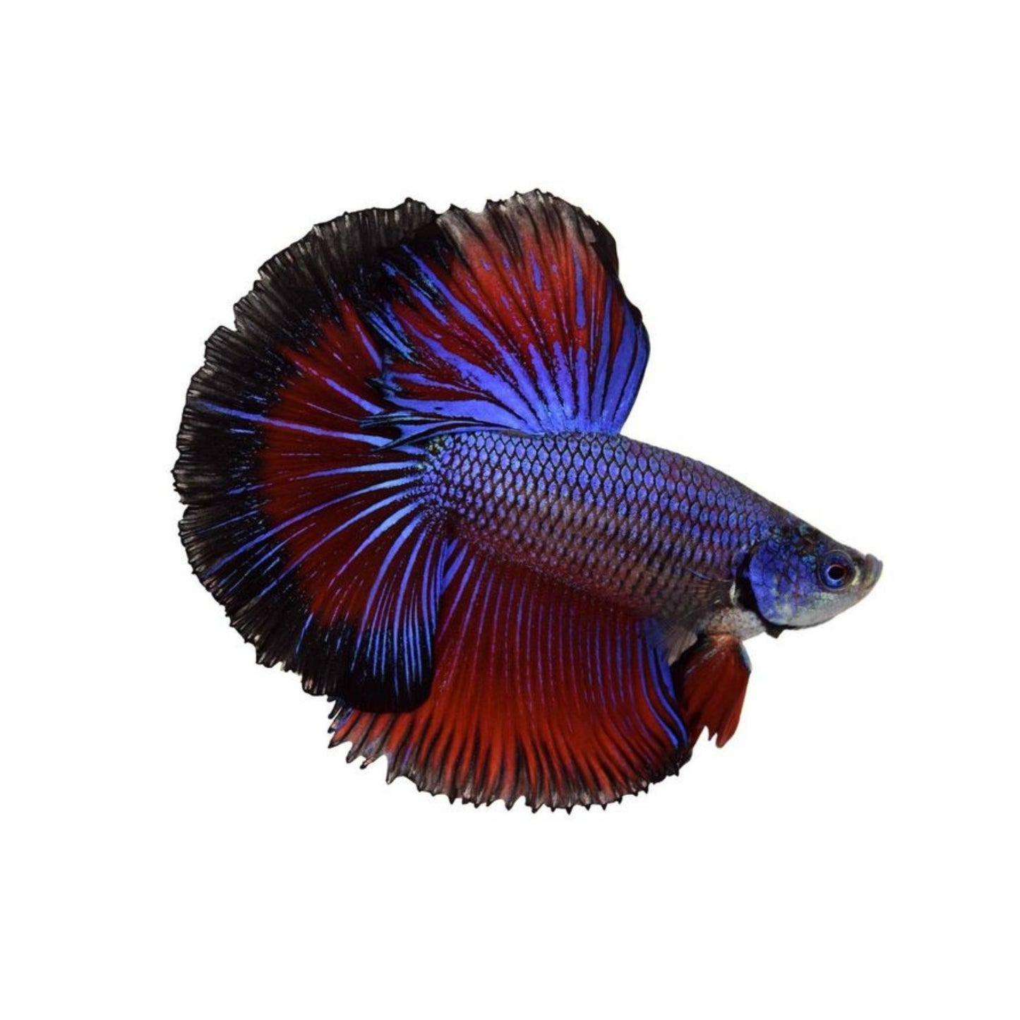F10 Beta Fish