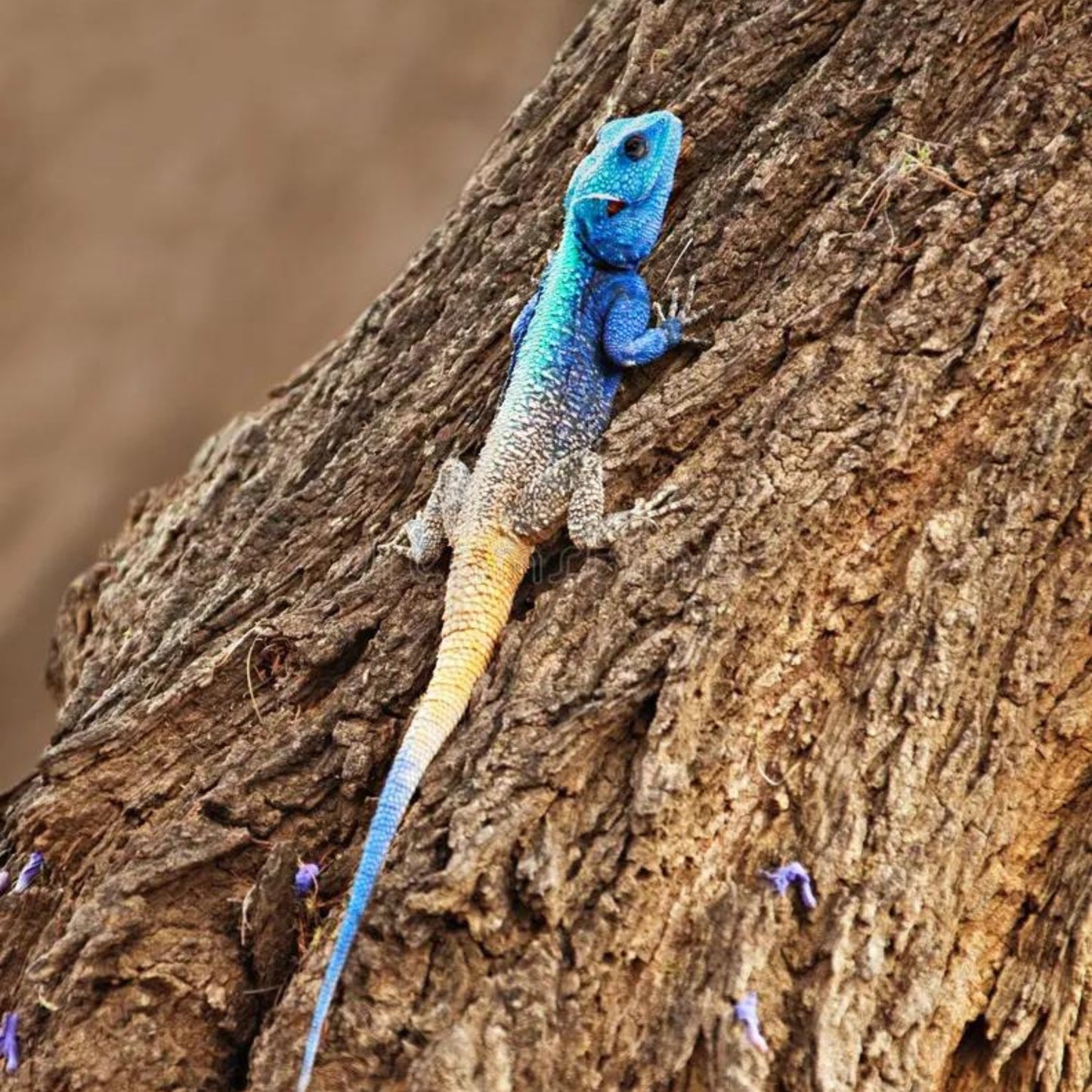 R61 Blue Headed Agama ( Pair Only )