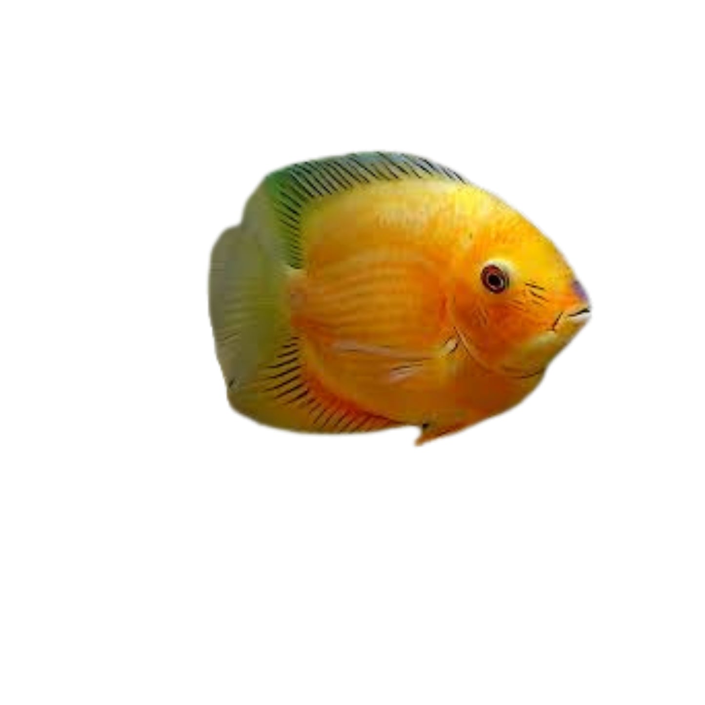 F18 Gold Severum