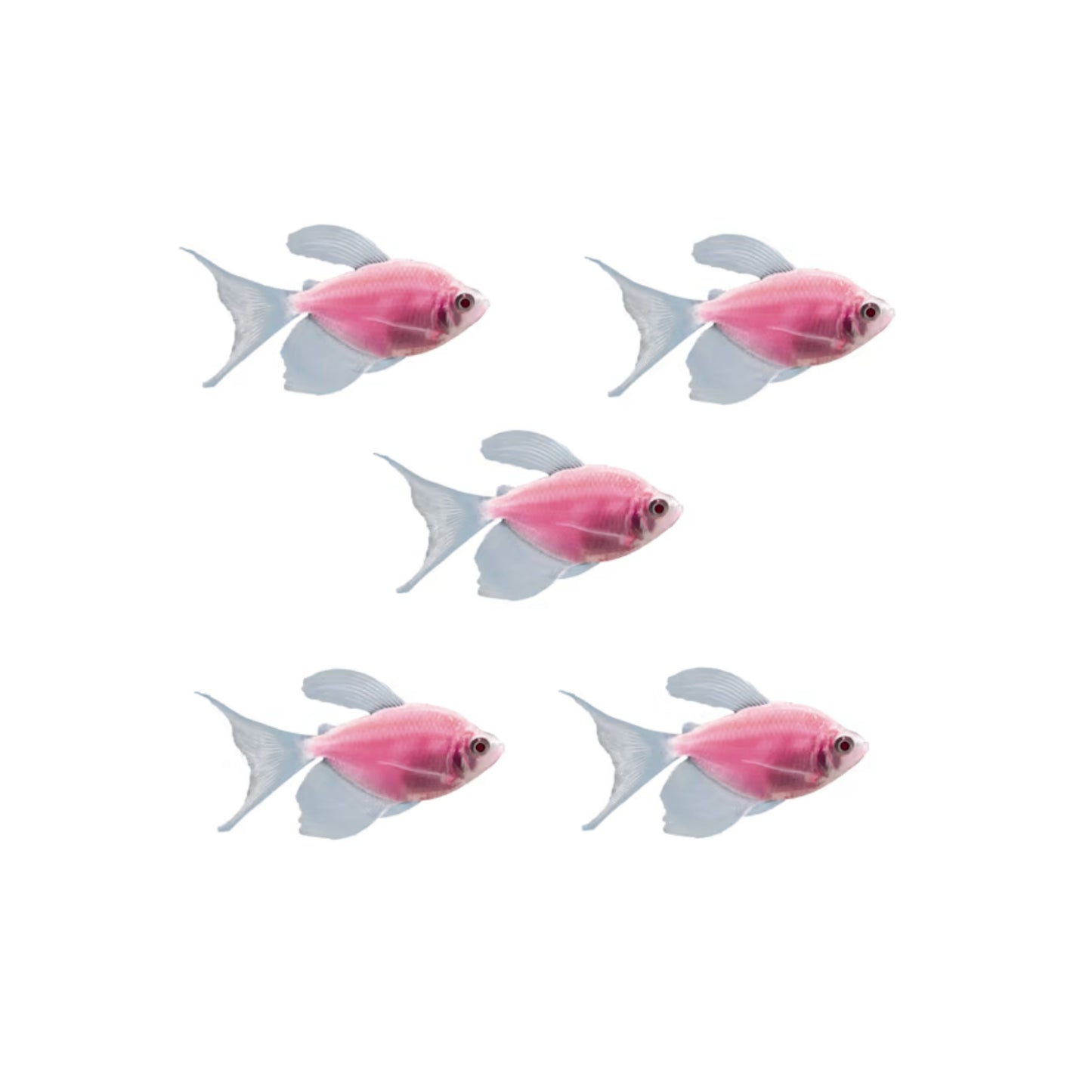 F76 Pink Tetra Colored