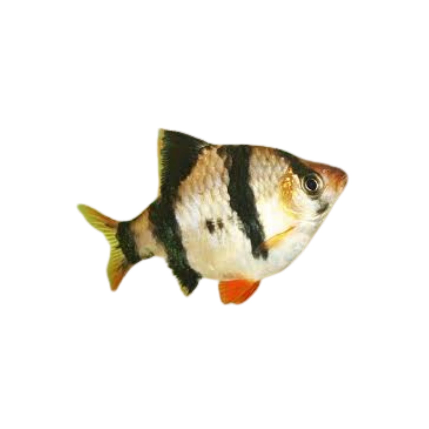 F44 Large Tiger Barbs