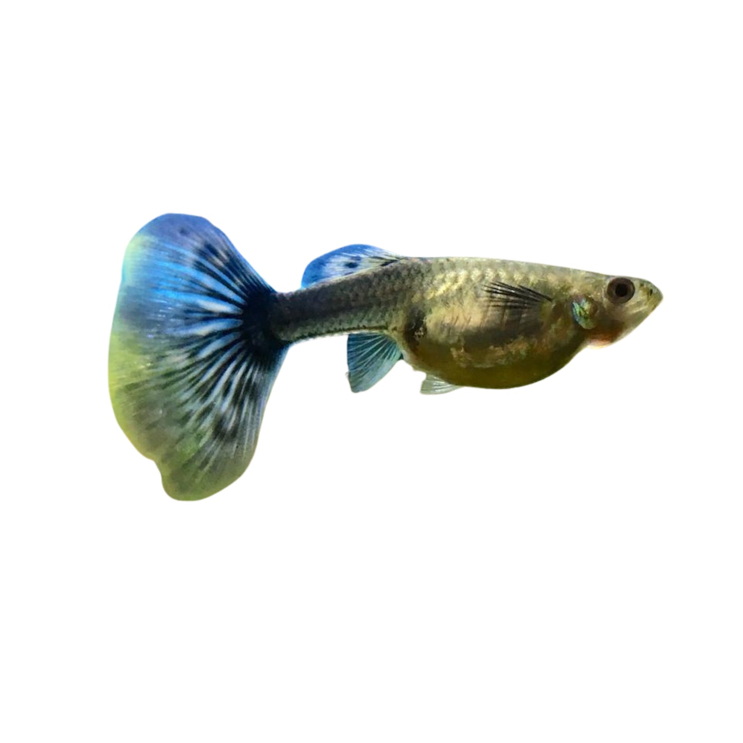 F54 Green Gold Cory