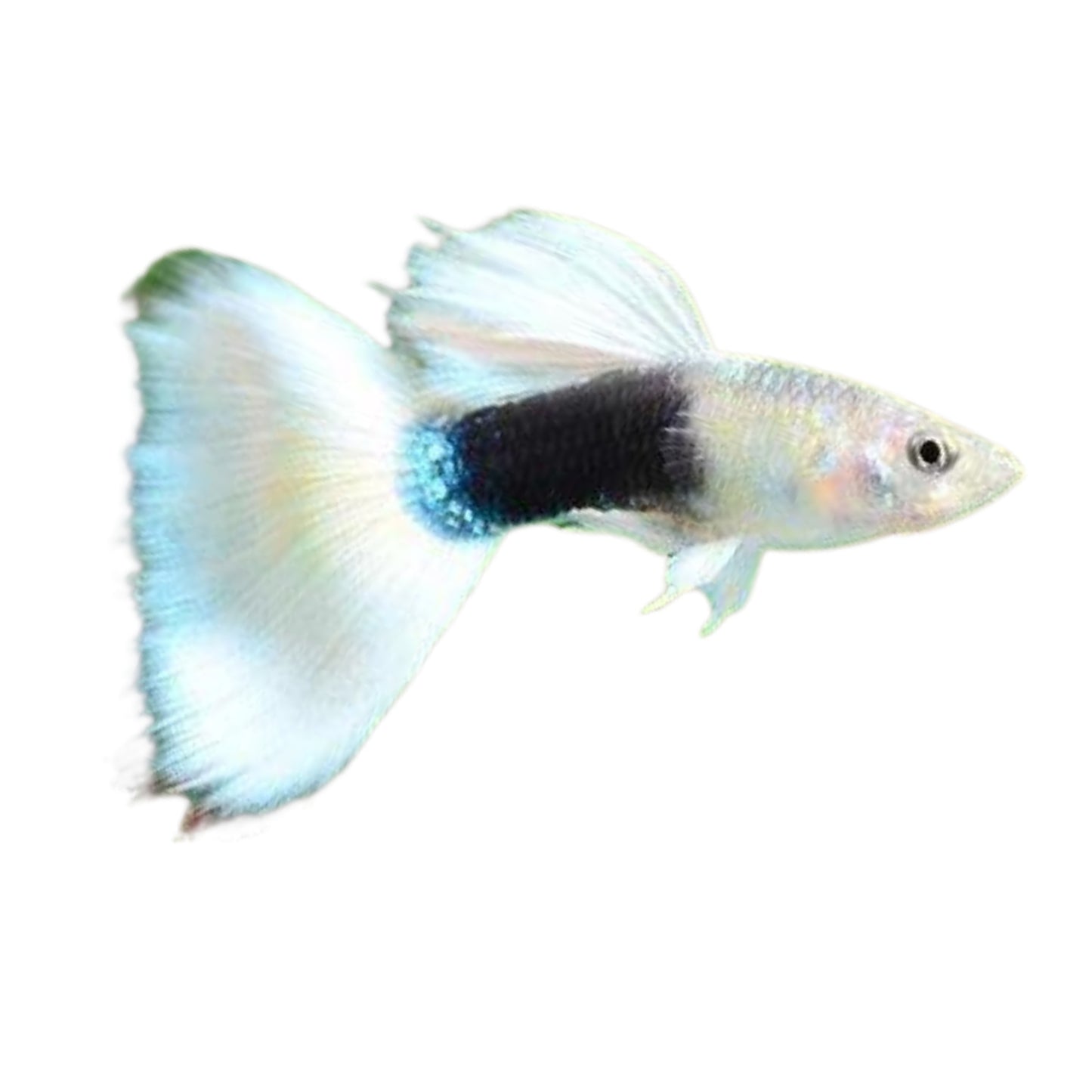 F61 White Dumbo Guppies