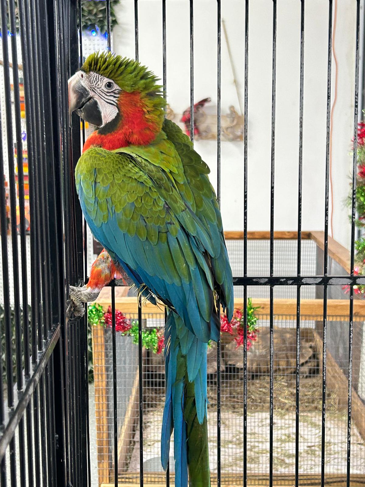 B41 Catalina Macaw