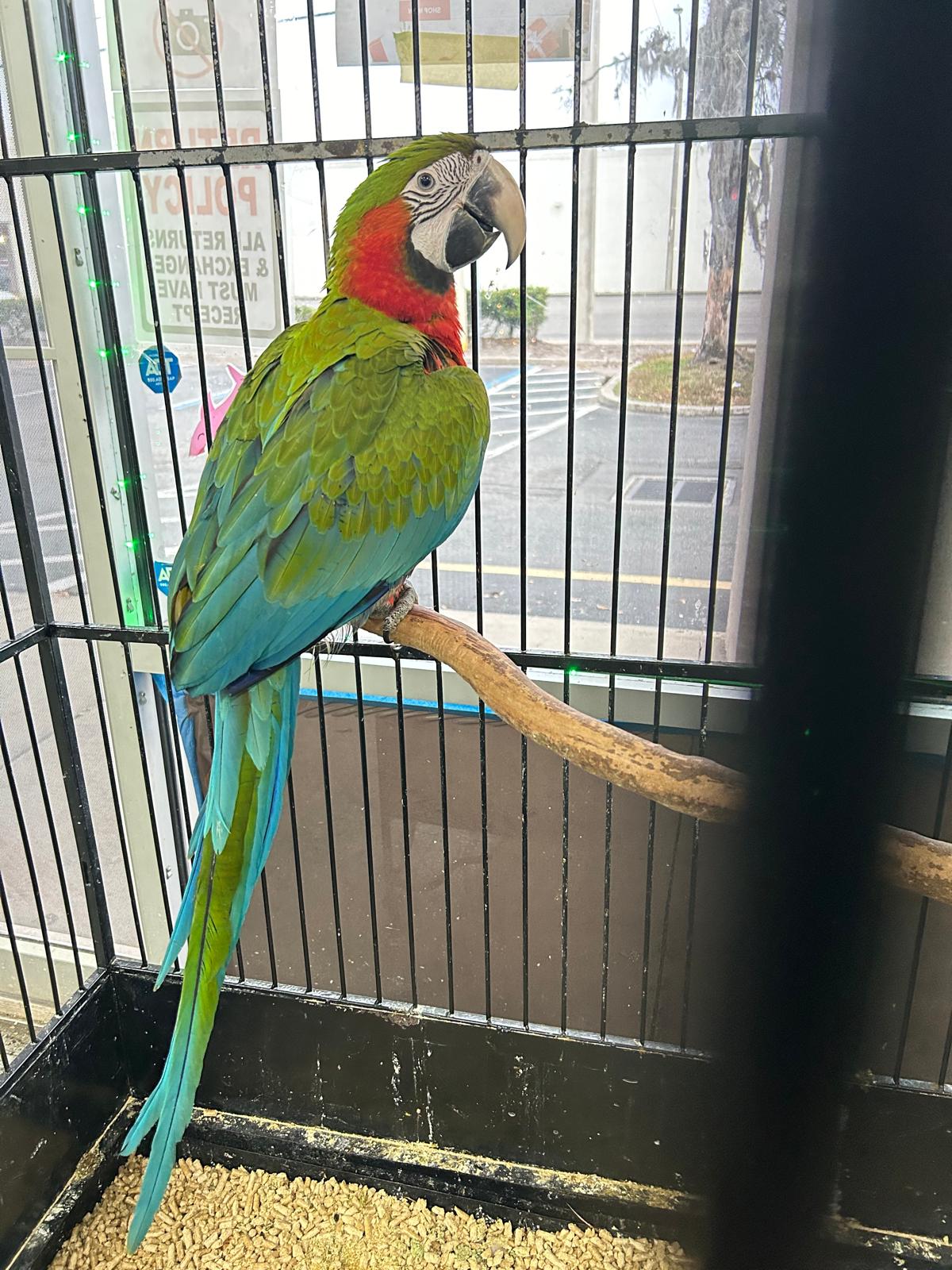 B41 Catalina Macaw