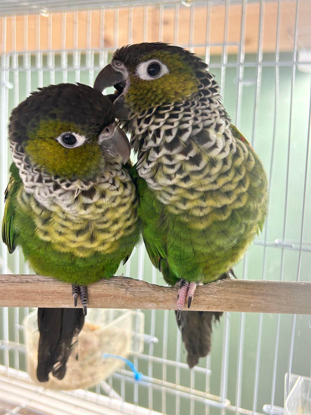 B49 Black-Capped Conure