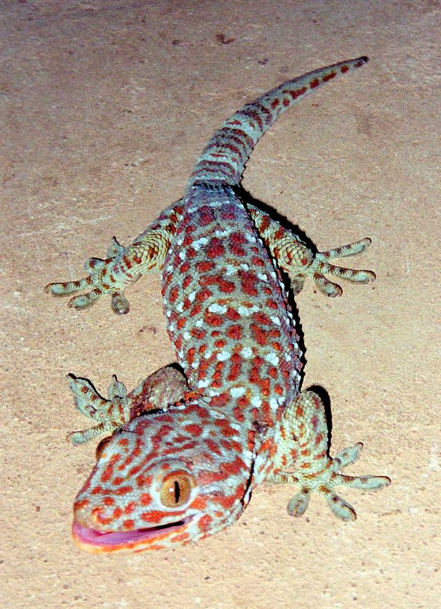 R33 Gecko Tokay