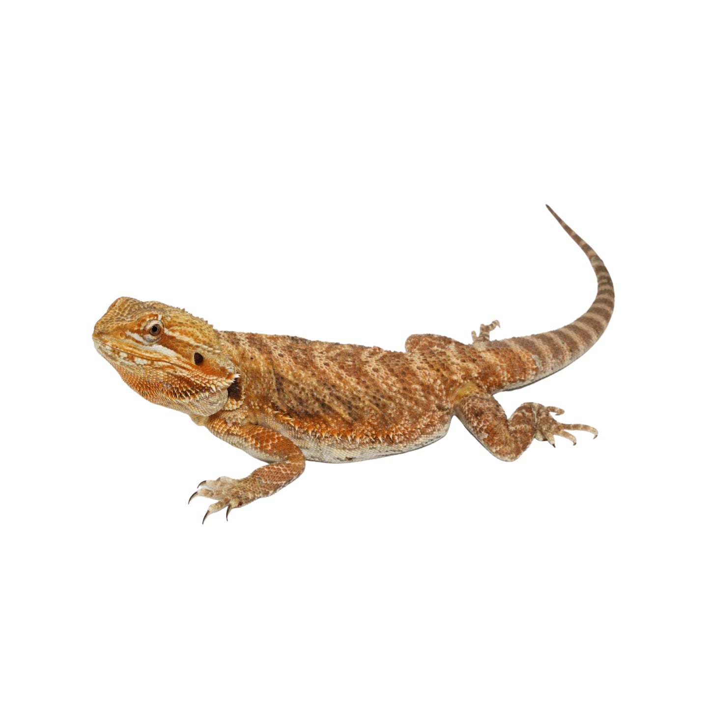 R55 Bearded Dragon (ADULT)