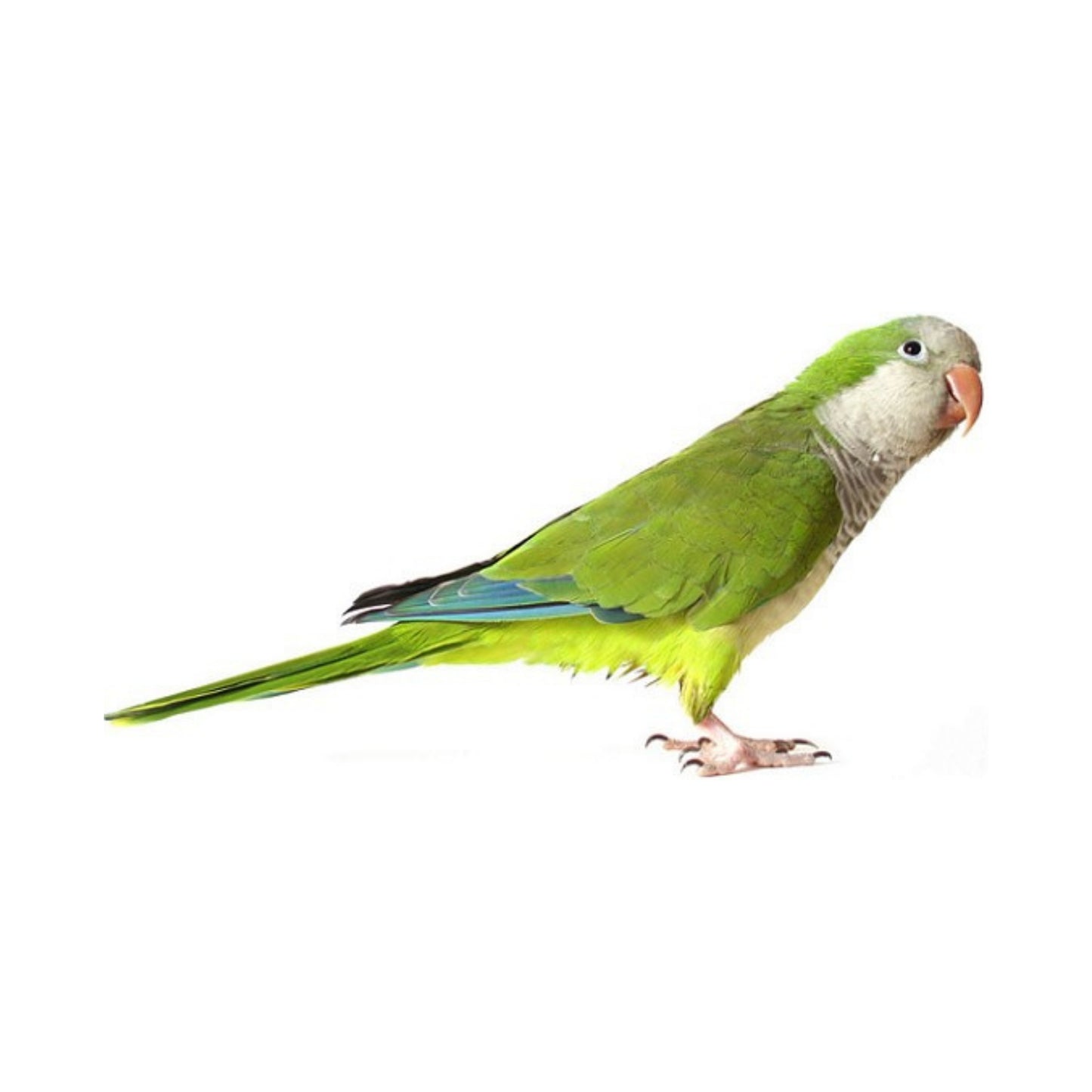 B38 Green Quaker