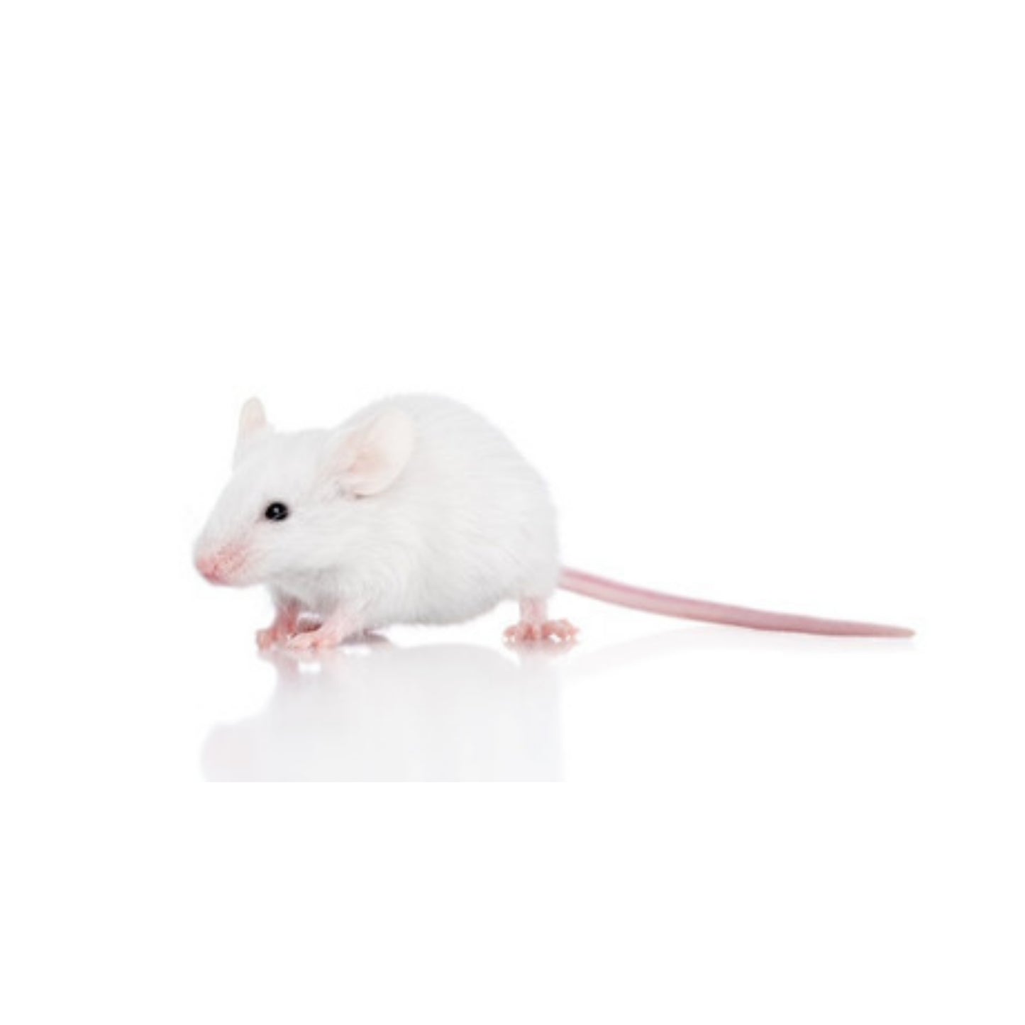 FD05 Mice Hoppers