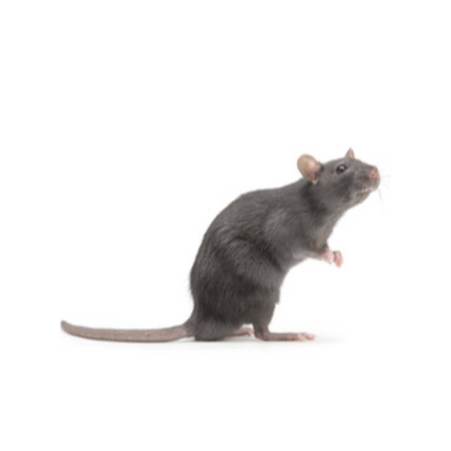 FD11 Rats Regular Large
