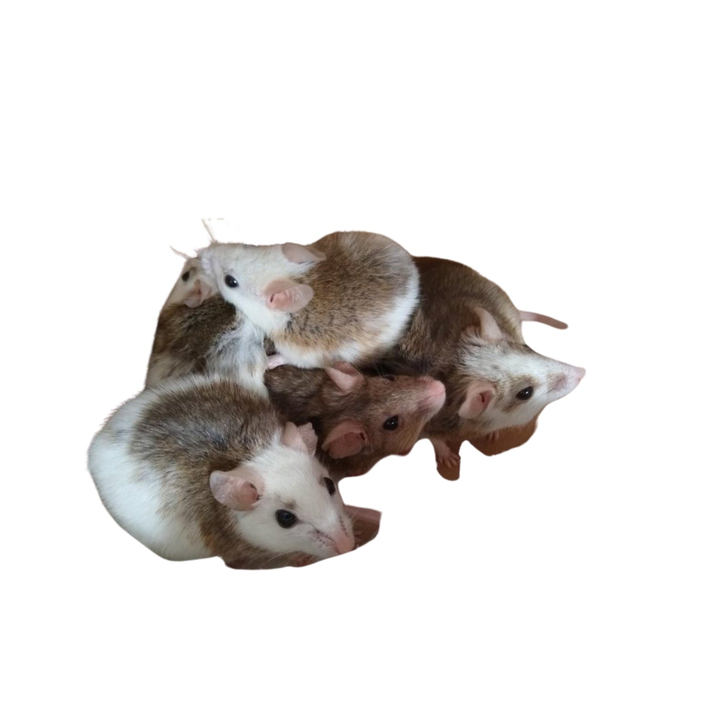 FD13 Rats African Suffer Medium