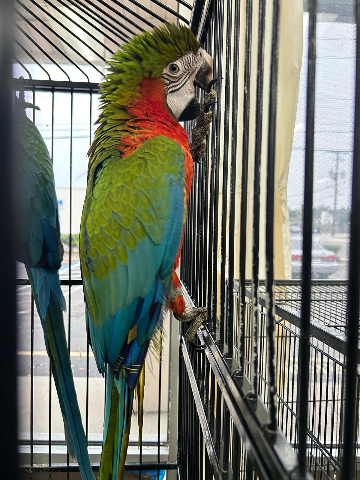 B41 Catalina Macaw