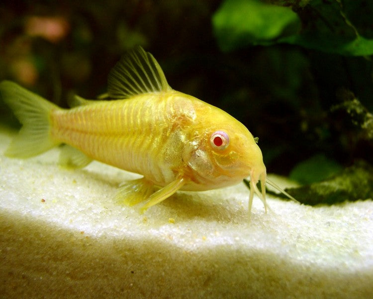 F51 Albino Cory Catfish