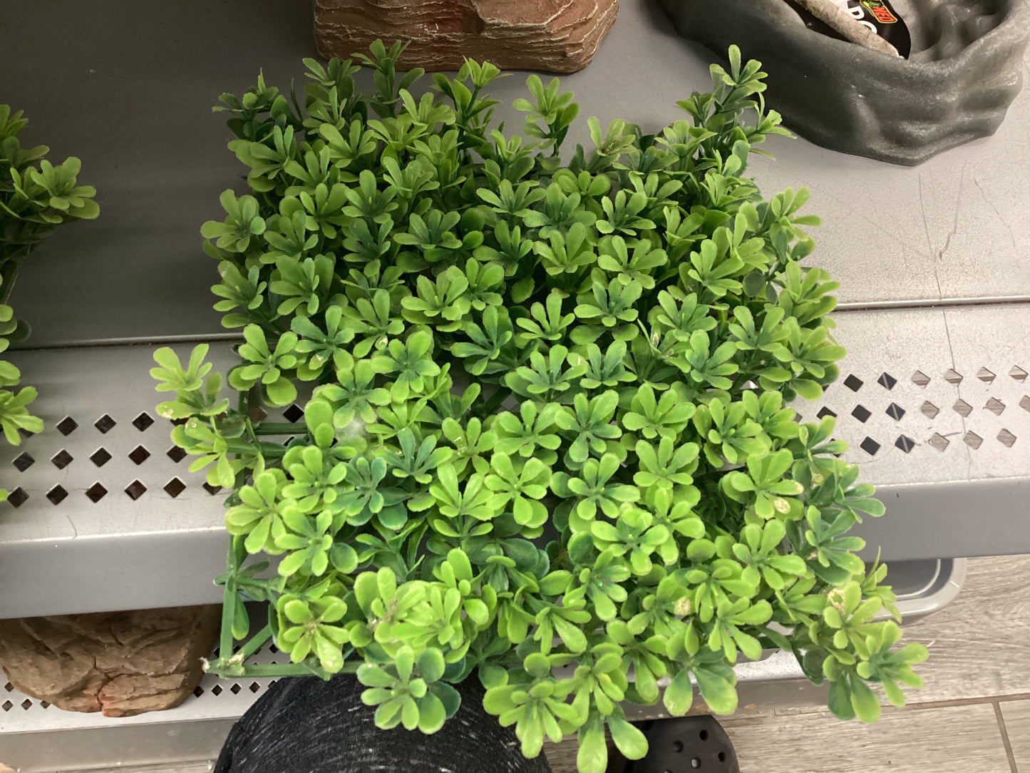 Squared leaves