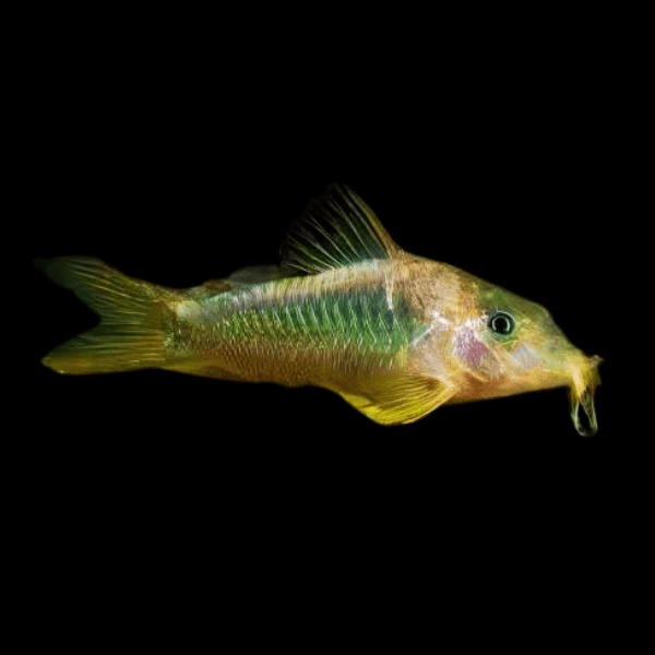 F22 Green Gold Cory Xl