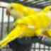 B42 Quacker Lutino (Yellow)