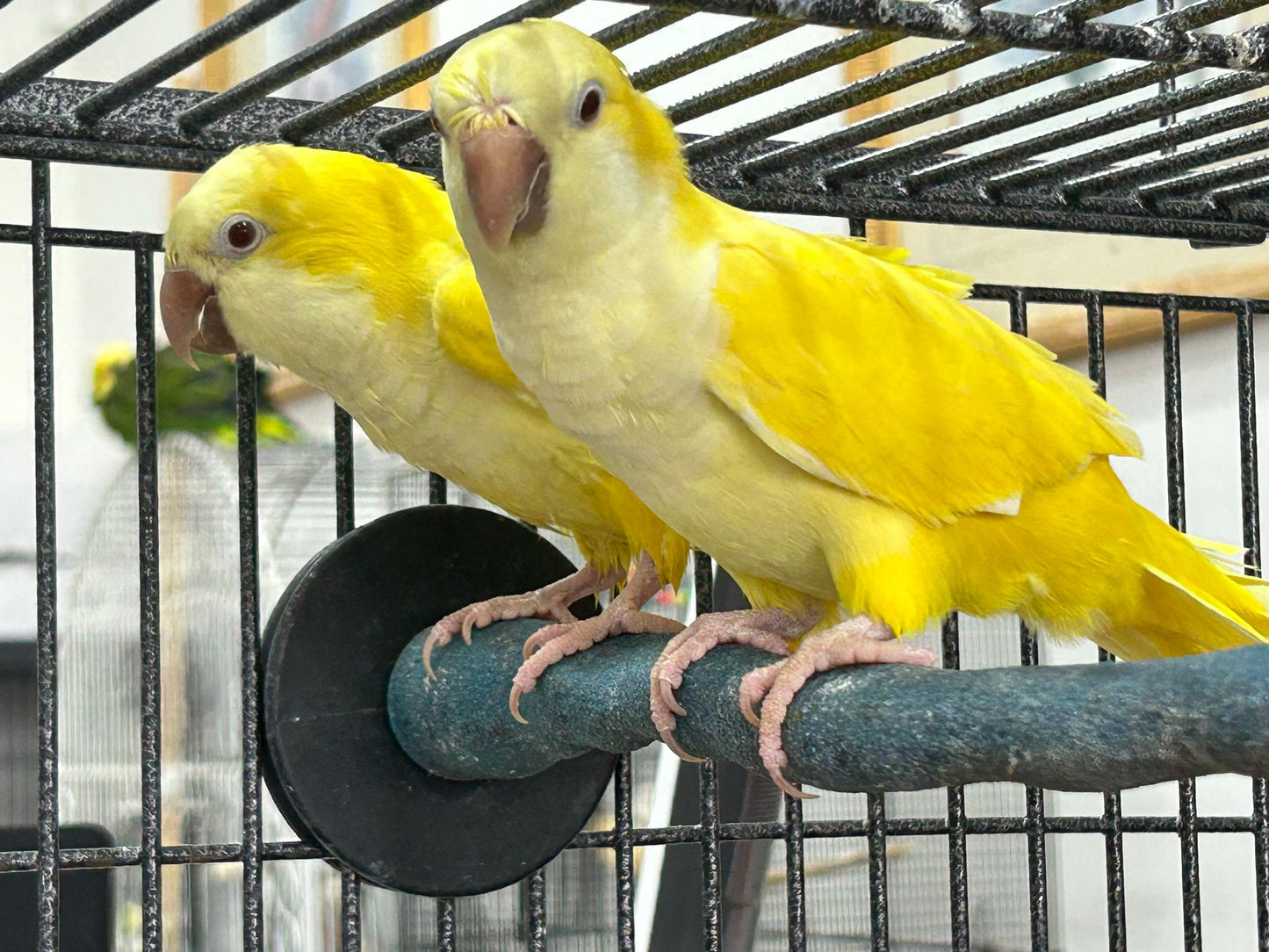 B42 Quacker Lutino (Yellow)