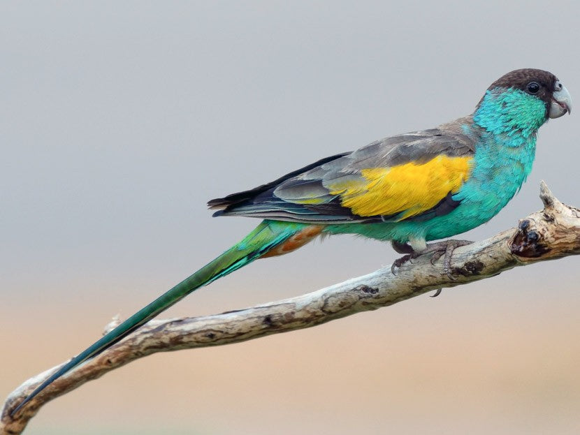 B48 Hooded Parrot