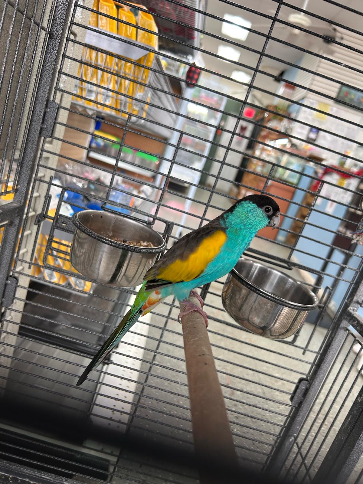B48 Hooded Parrot