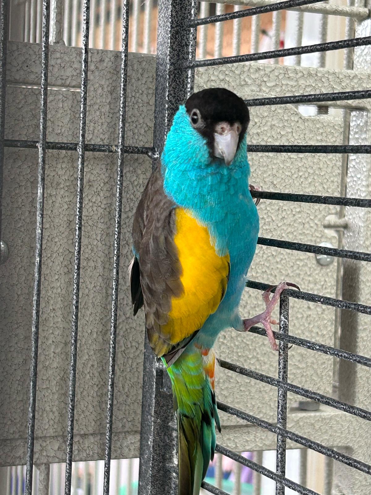 B48 Hooded Parrot