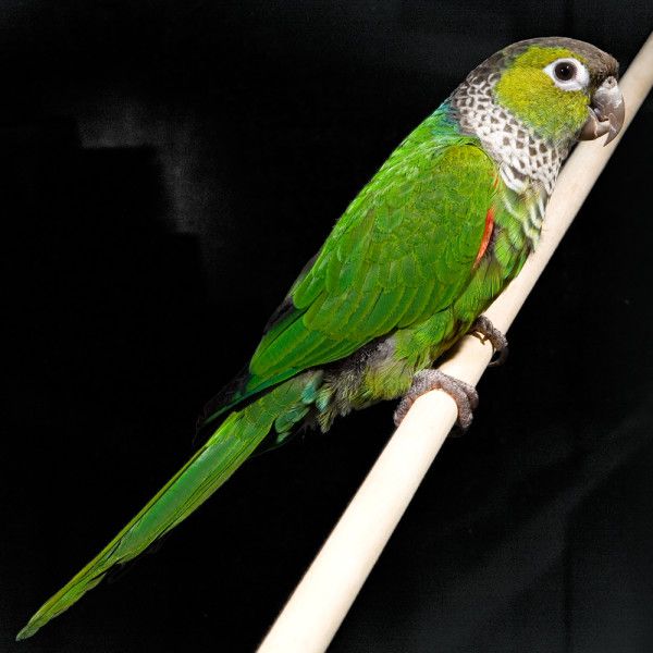 B49 Black-Capped Conure