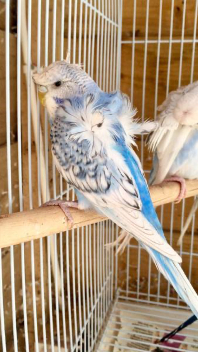 B33 Japanese Hagoromo Helicopter Parakeet