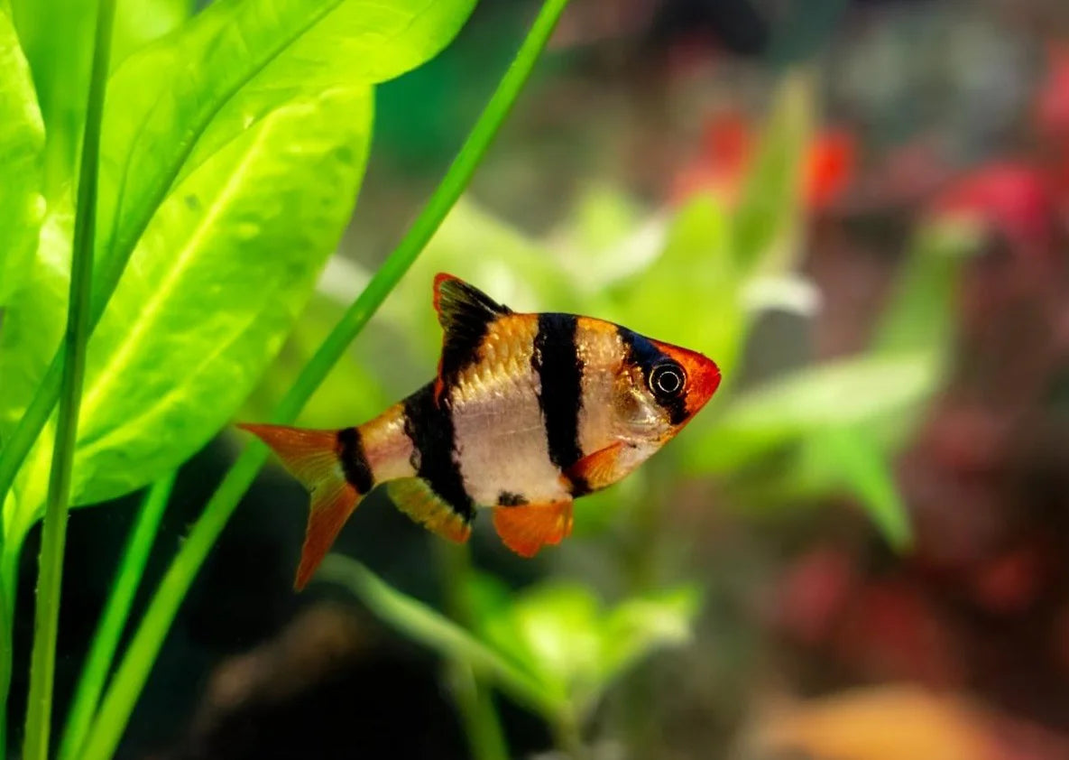 F70 Small Tiger Barb