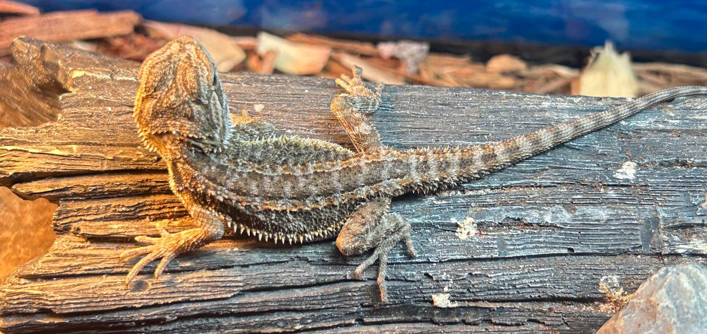 Bearded Dragon (BABY)