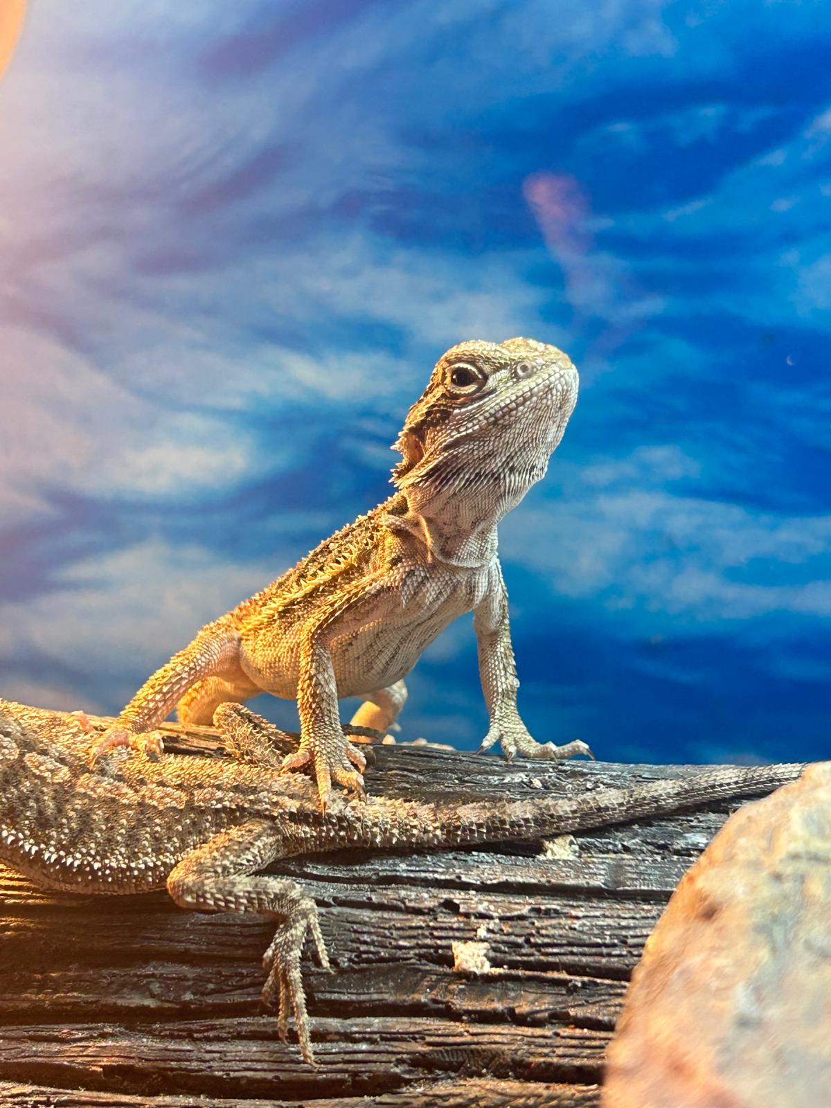 Bearded Dragon (BABY)