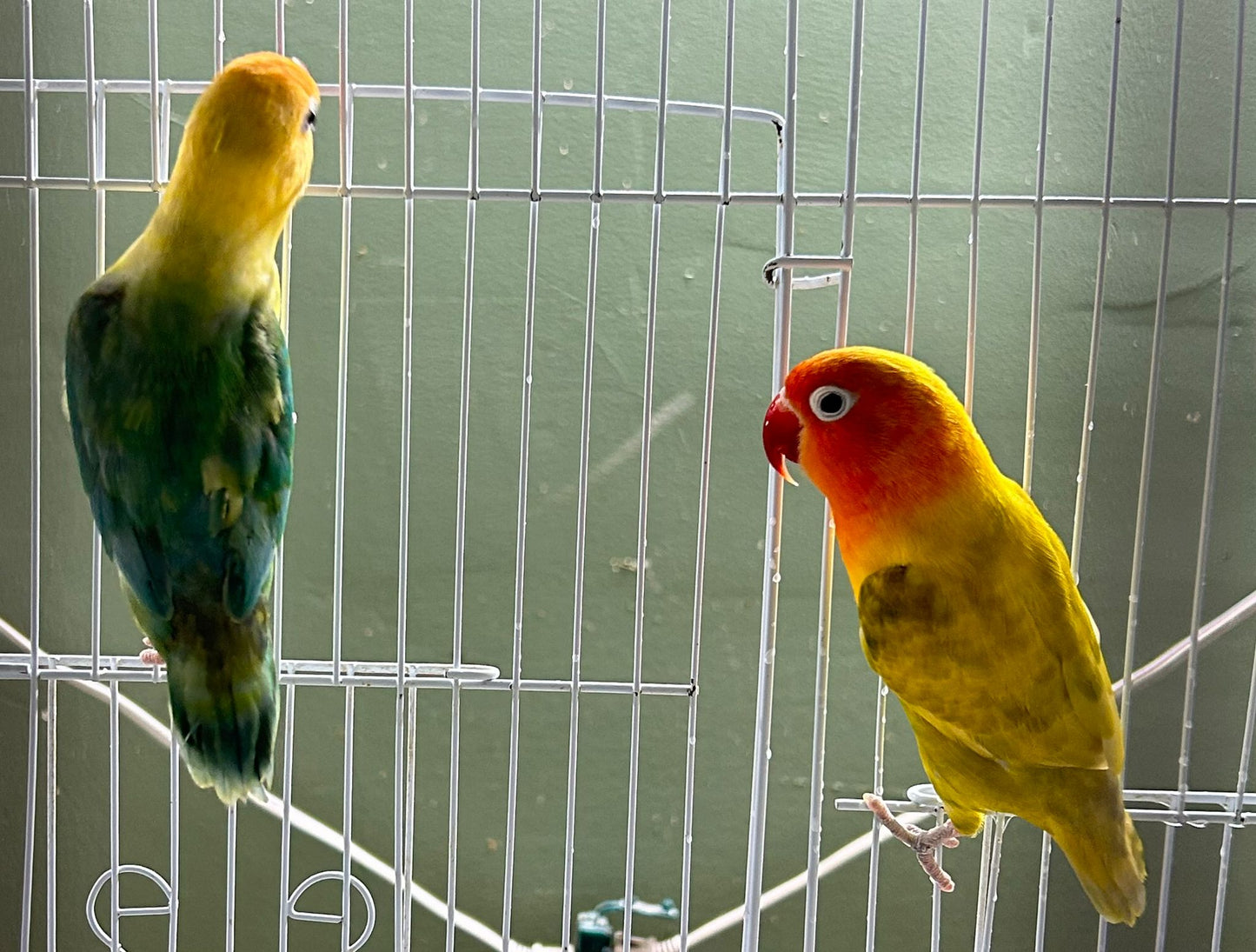 B27 Love Birds Mix