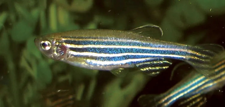 F68 Zebra Danio