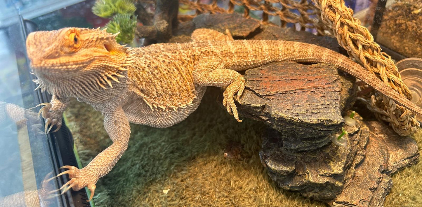 R55 Bearded Dragon (ADULT)