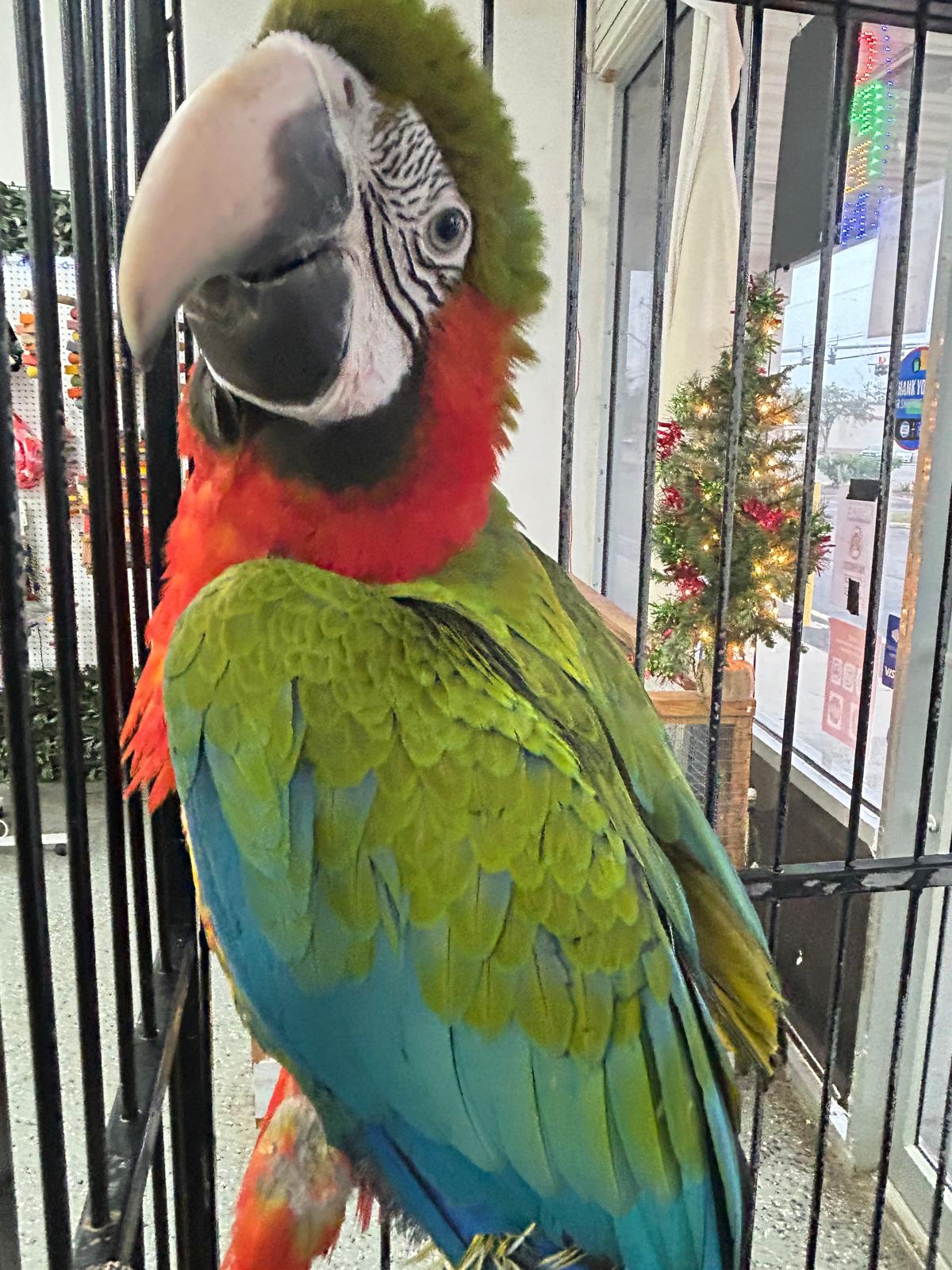 B41 Catalina Macaw