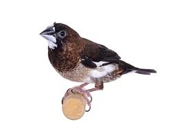 B19 Society Finch
