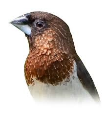B19 Society Finch