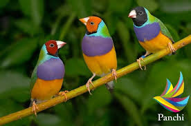 B22 Gouldian Finch