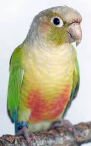 B40 Pineapple Green Cheek Conure (Yellow)